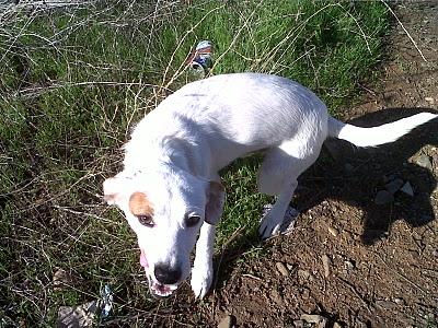 ¡¡AYUDA PARA SALVARLO!! atado con alambres y usado de SPARRING - CÓRDOBA