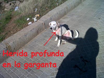 ¡¡AYUDA PARA SALVARLO!! atado con alambres y usado de SPARRING - CÓRDOBA