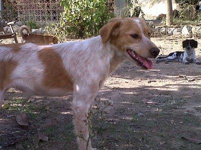 Tres bretonas se cambian de caza a de casa Valencia