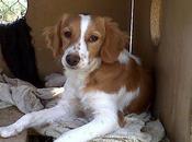 Tres bretonas cambian caza casa Valencia