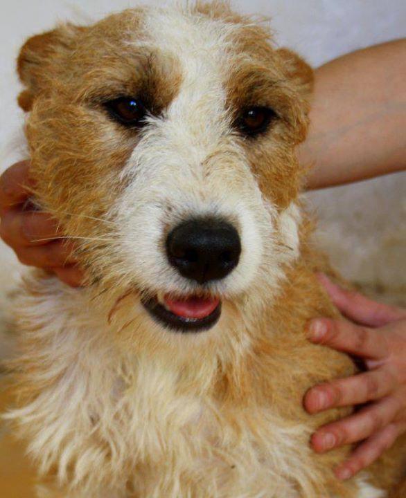 Dana X de Foxterrier original busca familia