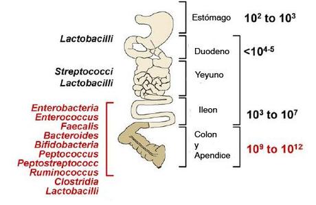 Microbiota intestinal