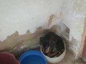 Kira, perrera Jaén. URGENTE!!!.
