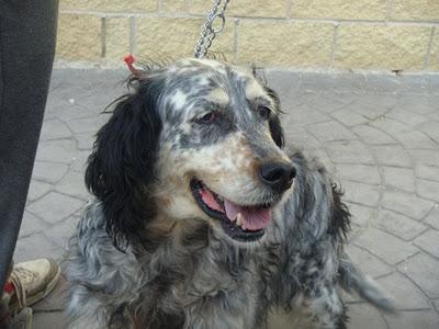 TARA - mestiza de setter de 9 años - Madrid - Urgente!!!