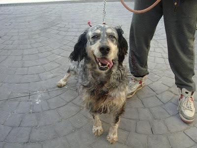 TARA - mestiza de setter de 9 años - Madrid - Urgente!!!