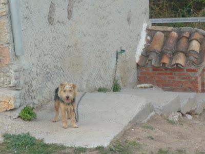 MUY URGENTE--Happy, toda su vida atado.