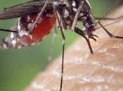 Virus Nilo Occidental