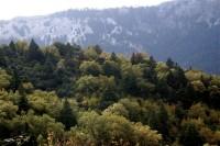 De Grazalema a Benamahoma por el pinsapar