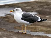 Gaviotas santoña-larus fuscus leucismo