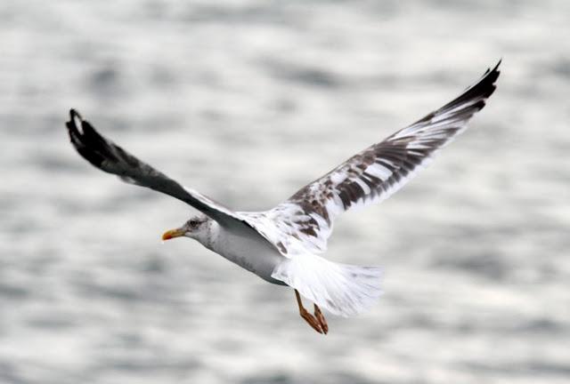 GAVIOTAS EN SANTOÑA-LARUS FUSCUS CON LEUCISMO