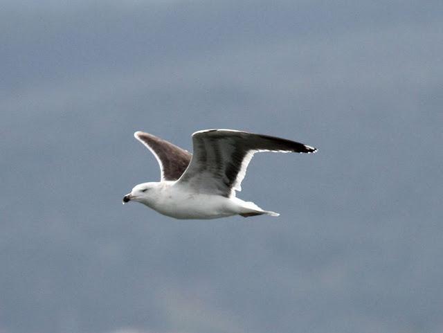 GAVIOTAS EN SANTOÑA-LARUS FUSCUS CON LEUCISMO