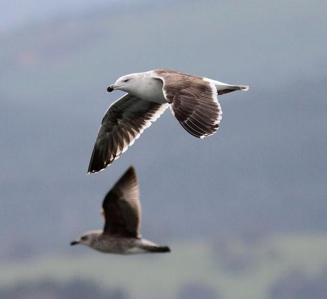 GAVIOTAS EN SANTOÑA-LARUS FUSCUS CON LEUCISMO