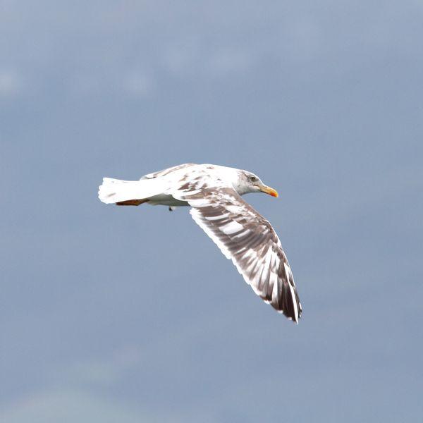 GAVIOTAS EN SANTOÑA-LARUS FUSCUS CON LEUCISMO