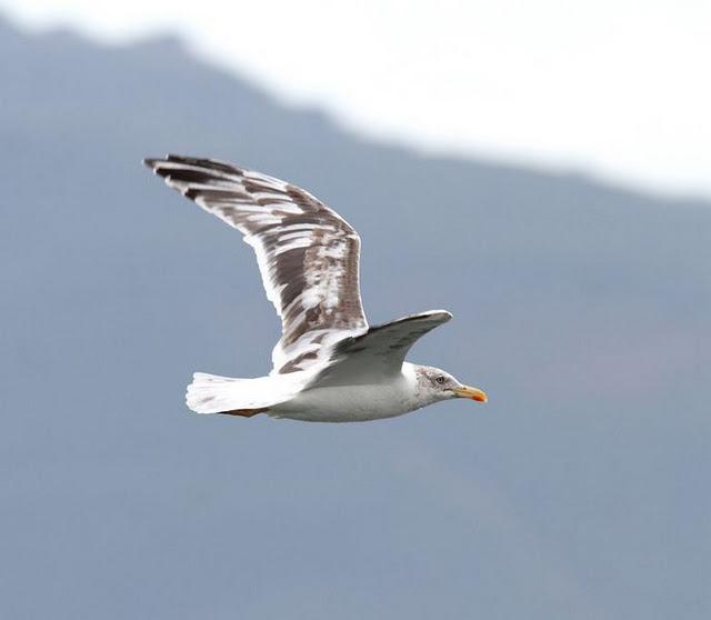 GAVIOTAS EN SANTOÑA-LARUS FUSCUS CON LEUCISMO