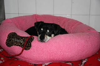 BORNI, CIEGO, (sin ojos) Y CON 7AÑOS, ENJAULADO. (Barcelona)