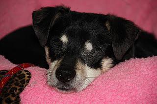 BORNI, CIEGO, (sin ojos) Y CON 7AÑOS, ENJAULADO. (Barcelona)