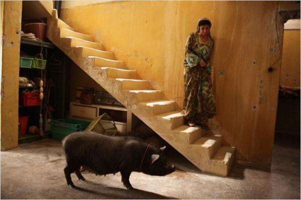 Le cochon de Gaza (When Pigs Have Wings), Francia 2011
