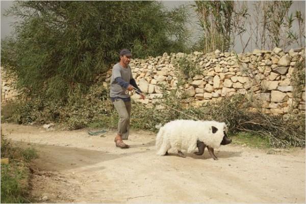 Le cochon de Gaza (When Pigs Have Wings), Francia 2011