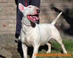 Fotos Perros Bull Terrier 