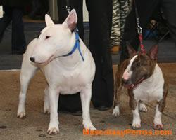 Fotos Perros Bull Terrier 