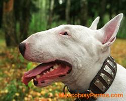 Fotos Perros Bull Terrier 