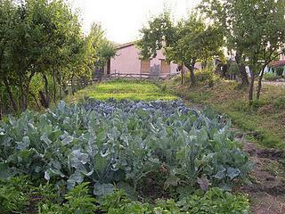Alimentación orgánica: productos de la agricultura ecológica