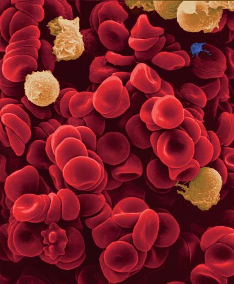 Manejo de los Anticoagulantes y Antiagregantes en casos de cirugía en Atención Primaria.