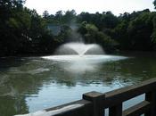 Visita Kichijoji Inogashina park