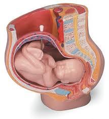 La semana 30 del embarazo