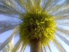 Nace el Club de El Gachupas