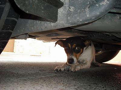 ¡La van atropellar! Perrita bodeguera aterrorizada abandonada debajo de un coche. (Jerez)