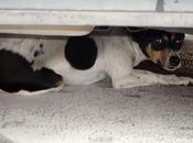 atropellar! Perrita bodeguera aterrorizada abandonada debajo coche. (Jerez)
