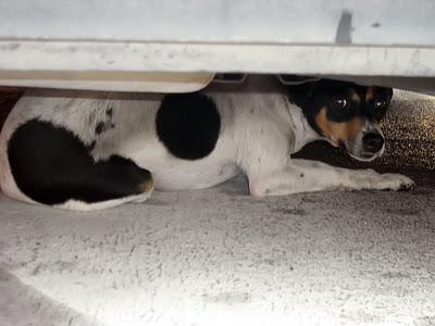 ¡La van atropellar! Perrita bodeguera aterrorizada abandonada debajo de un coche. (Jerez)