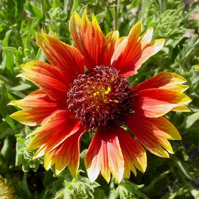 Gaillardia