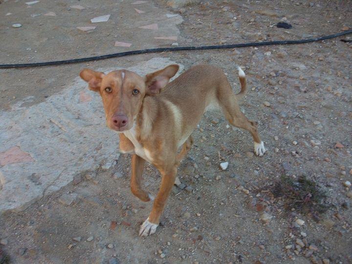 Donna , necesita un -a traductor-a