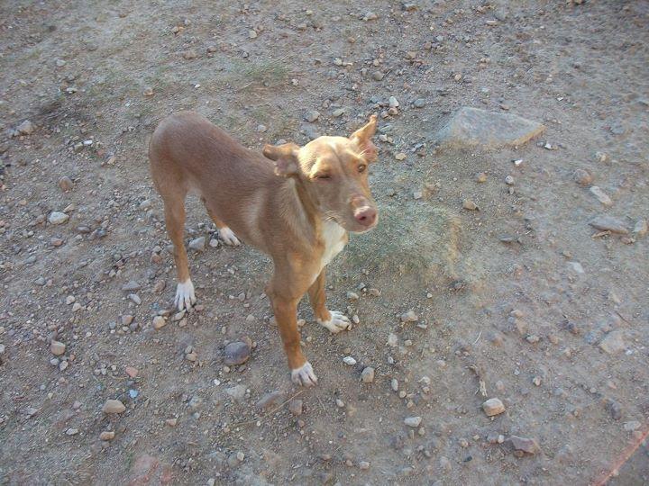 Donna , necesita un -a traductor-a