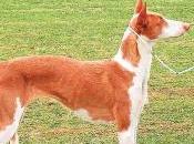 Piden diez meses carcel cazador matar perro paliza