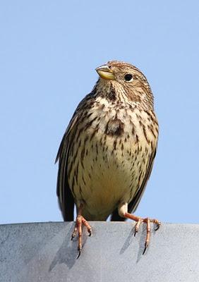 Afecciones de los plaguicidas agrícolas a la fauna silvestre.