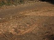 Afecciones plaguicidas agrícolas fauna silvestre.