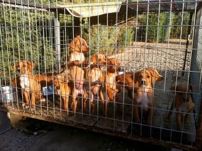 Cachorros cruce de Setter Ingles y Bretón urgente adopcion o acogida.