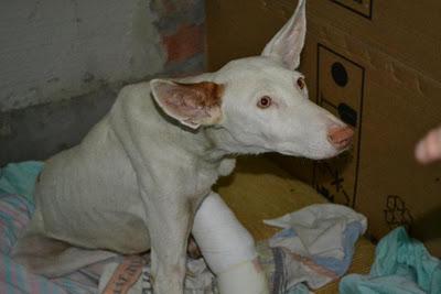 AYUDA PARA TERRIBLE, EL PODENCO CORDOBES ATROPELLADO, ESPEREMOS QUE NO PIERDA SU PATA...