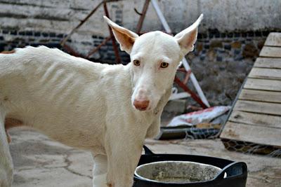 AYUDA PARA TERRIBLE, EL PODENCO CORDOBES ATROPELLADO, ESPEREMOS QUE NO PIERDA SU PATA...