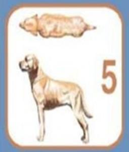 ¿Cómo saber si mi perro está obeso? Y otras preguntas frecuentes