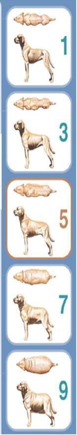 ¿Cómo saber si mi perro está obeso? Y otras preguntas frecuentes