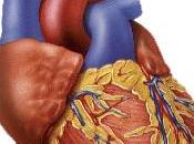 Reconstrucción Corazón, Alternativa Trasplante