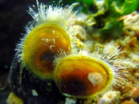 El primer fósil nombrado en honor a Messi