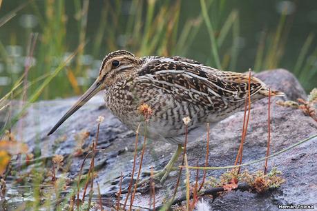 Becasina magallánica (Gallinago magellanica)