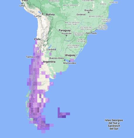 Becasina magallánica (Gallinago magellanica)