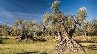 Salvemos los olivares centenarios: por una Ley Nacional y autonómica que los proteja. Salvemos los olivares centenarios: por una Ley Nacional y autonómica que los proteja.