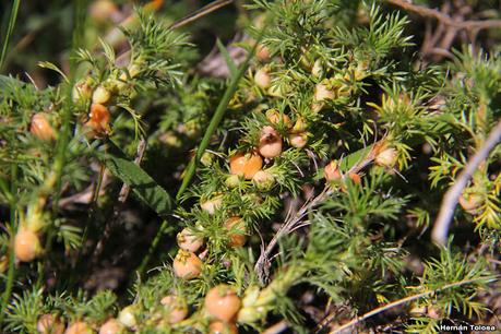 Perlilla  (Margyricarpus pinnatus)